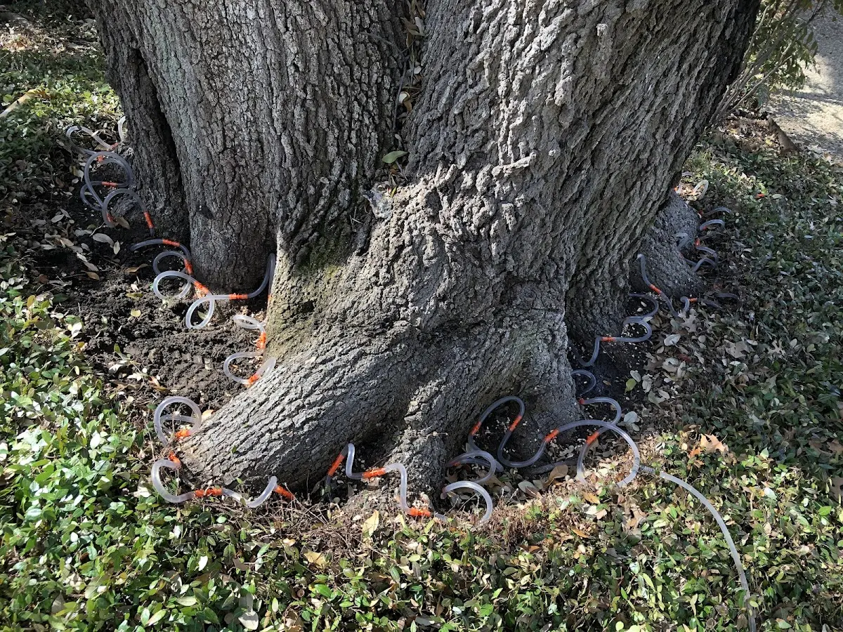 Detailed Tree Cabling and Bracing job site in Wapakoneta
