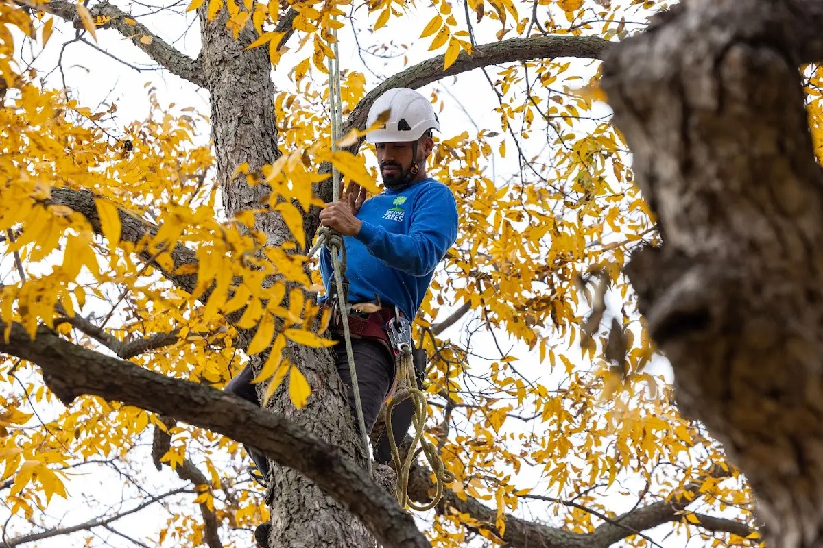 Skilled Tree Planting crew working in Wapakoneta