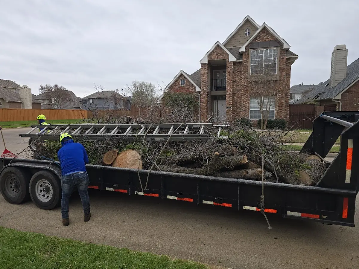 Expert Deadwooding with proper safety equipment in Wapakoneta